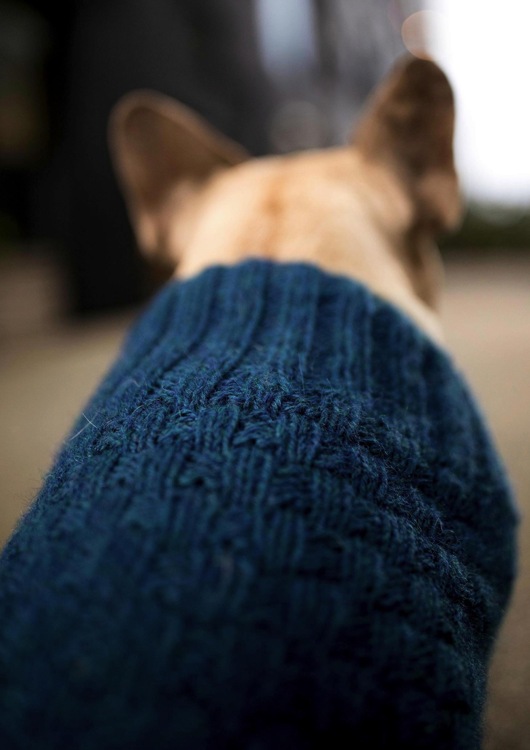 Bygenser til hund Bygenser til hund