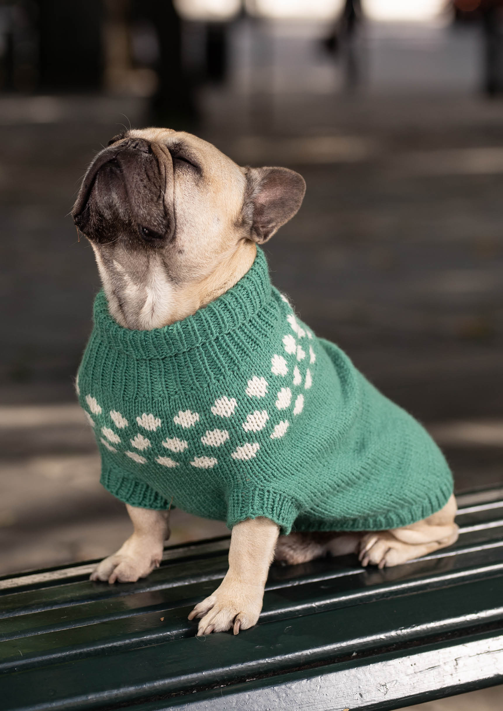 Snøballgenser til hund