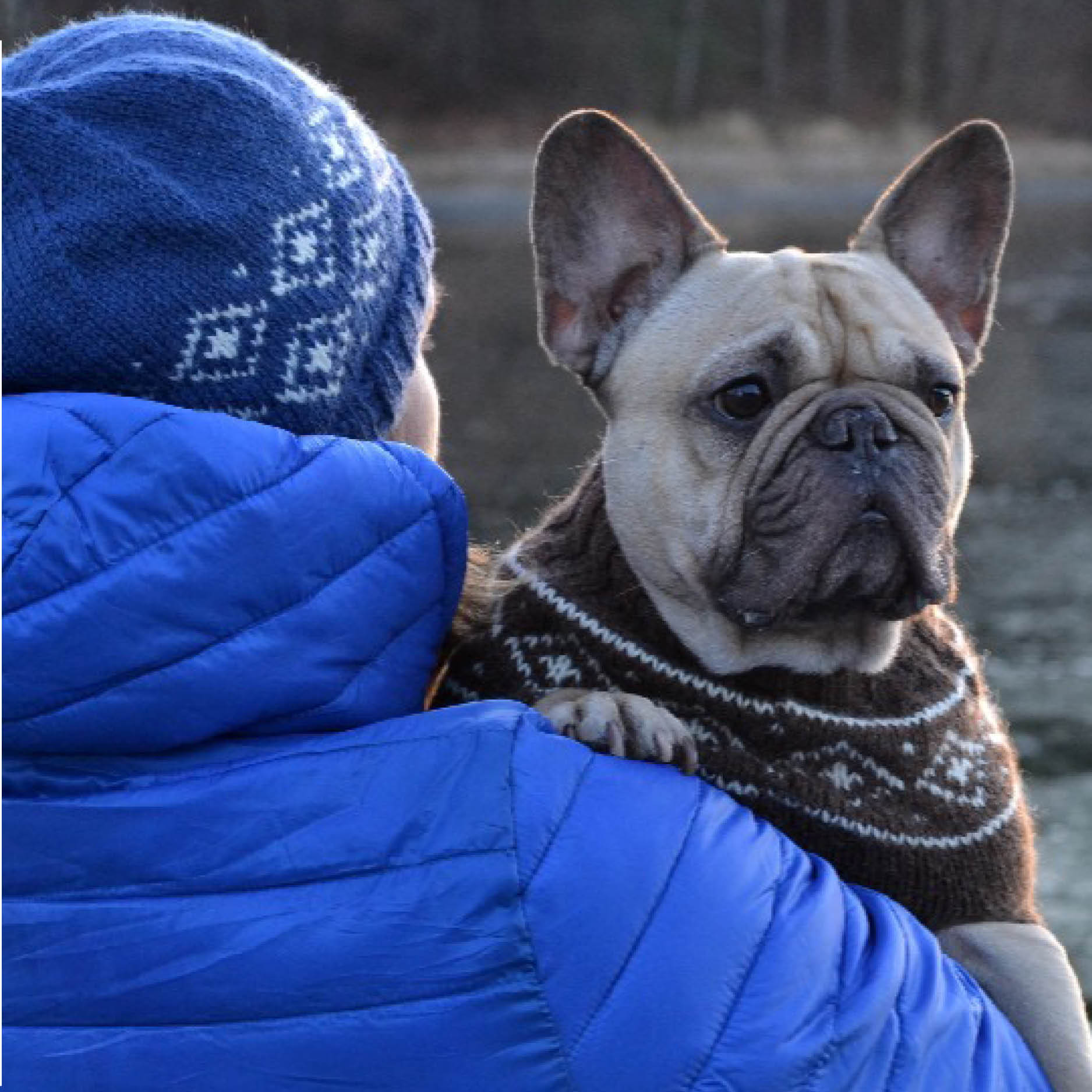 beskytt hunden din i kulda